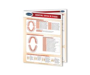 Dental Upper & Lower Chart Quick Reference Guide by Permacharts Review: Is It Worth It?