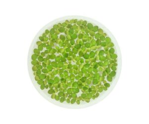 Giant Duckweed, Spirodela polyrhiza, Aquarium/Pond Plant Review: Is It Worth It?
